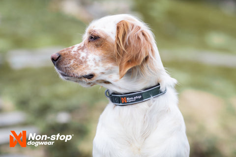 Halsband - Roam Collar Non-Stop Dogwear