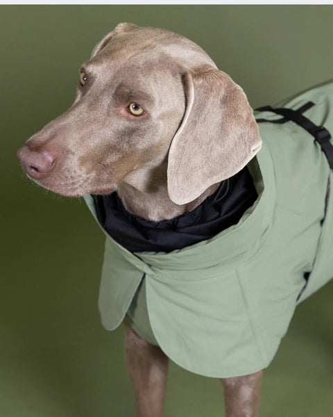 Hunde - Wintermantel - PAIKKA Visibility Winter Jacket - BARFTIER