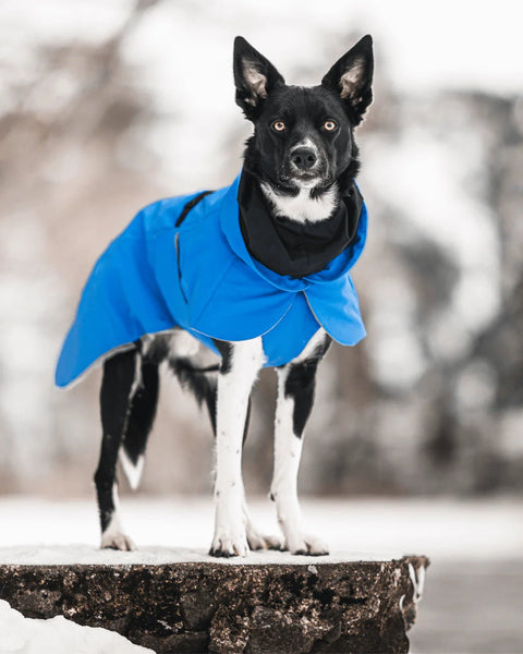 Hunde - Wintermantel - PAIKKA Visibility Winter Jacket - BARFTIER