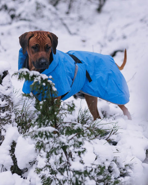 Hunde - Wintermantel - PAIKKA Visibility Winter Jacket - BARFTIER