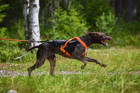 Hundegeschirr - Freemotion Harness 5.0 - BARFTIER