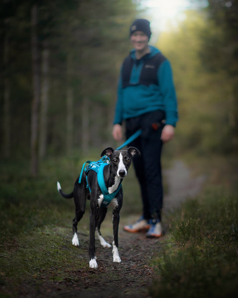 Hundegeschirr - Freemotion Harness 5.0 - BARFTIER