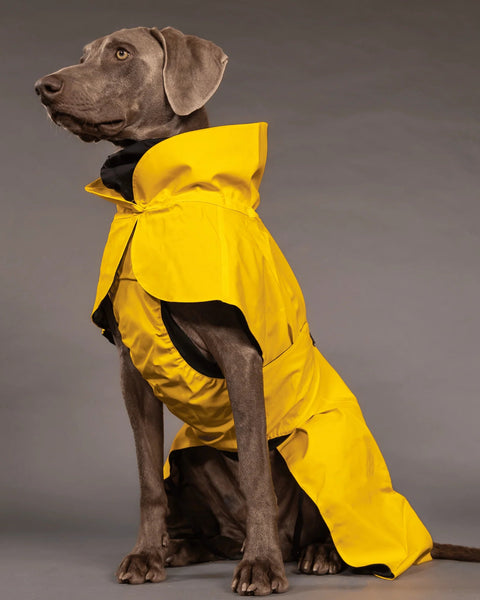 Hunderegenmantel - PAIKKA Visibility Raincoat - BARFTIER